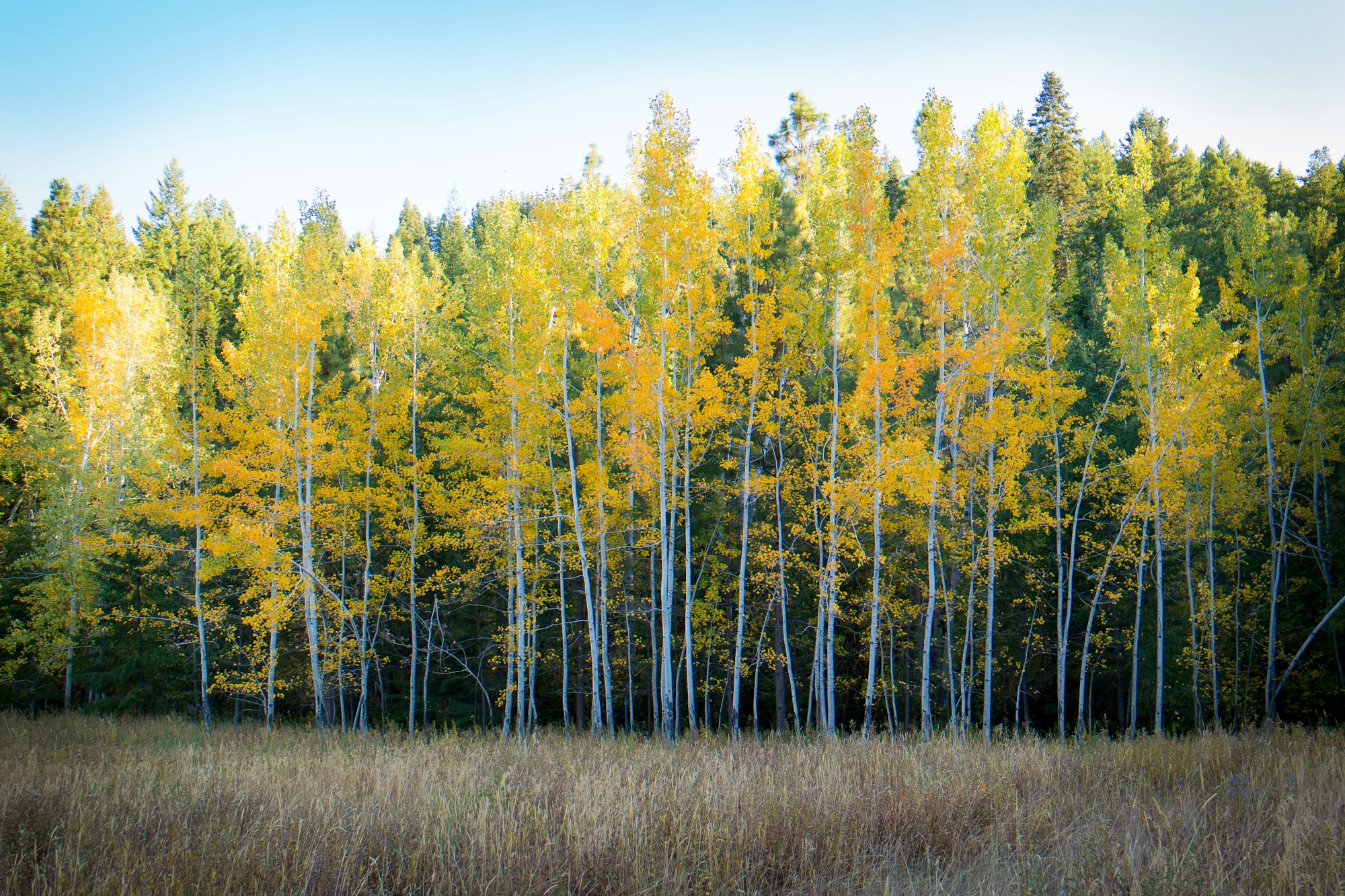 Bomen zijn beste 'technologie' tegen klimaatverandering