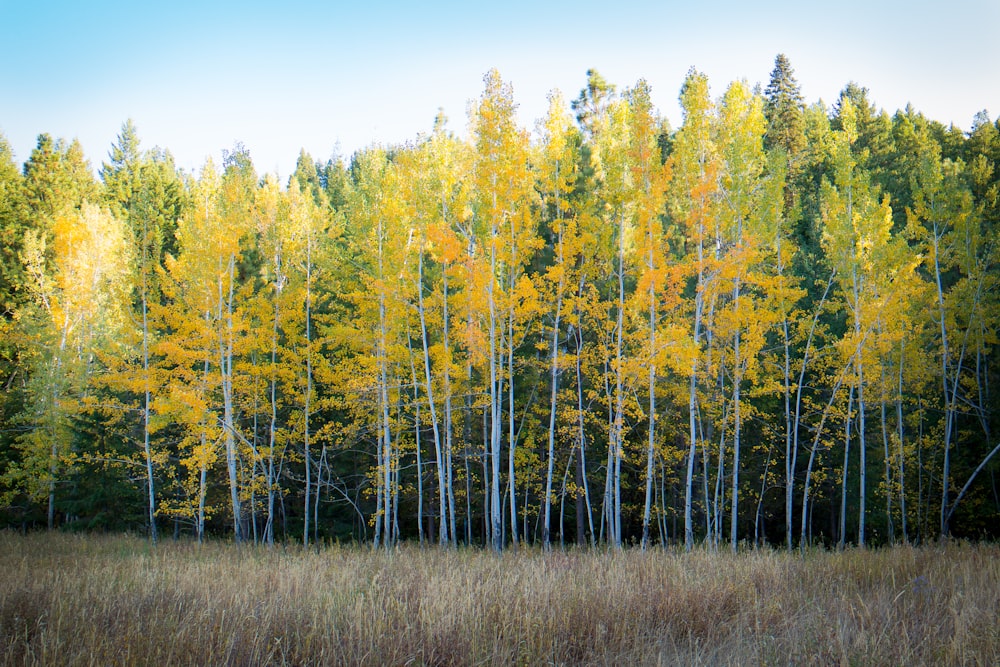 Árvores e campo de grama marrom na fotografia de natureza da floresta