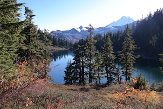 lake surrounded by pine trees