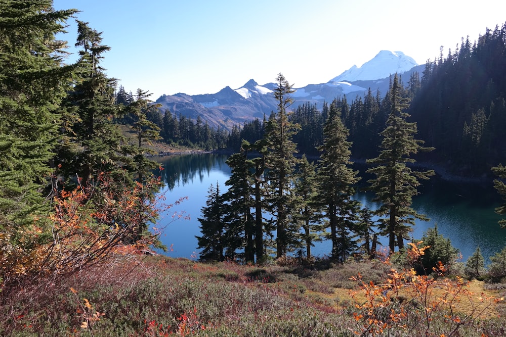 lake surrounded by pine trees