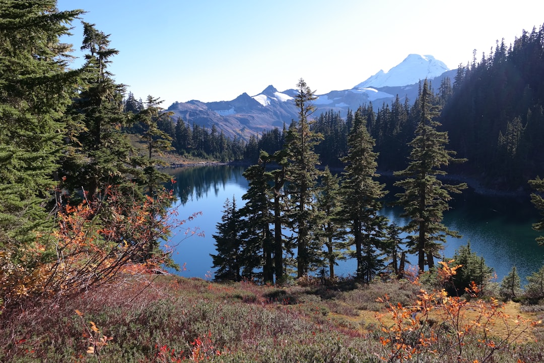 lake surrounded by pine trees,