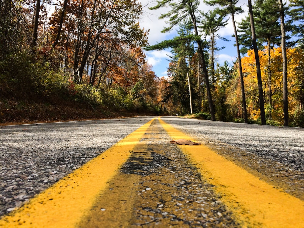 나무 사이의 회색과 노란색 도로