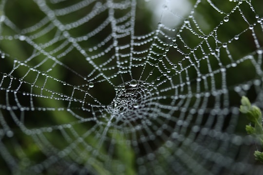 photo of Golcar Wildlife near Heaton Park