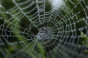 tilt shift photography of dew on spider web