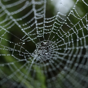 tilt shift photography of dew on spider web