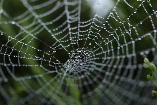 tilt shift photography of dew on spider web in Golcar United Kingdom