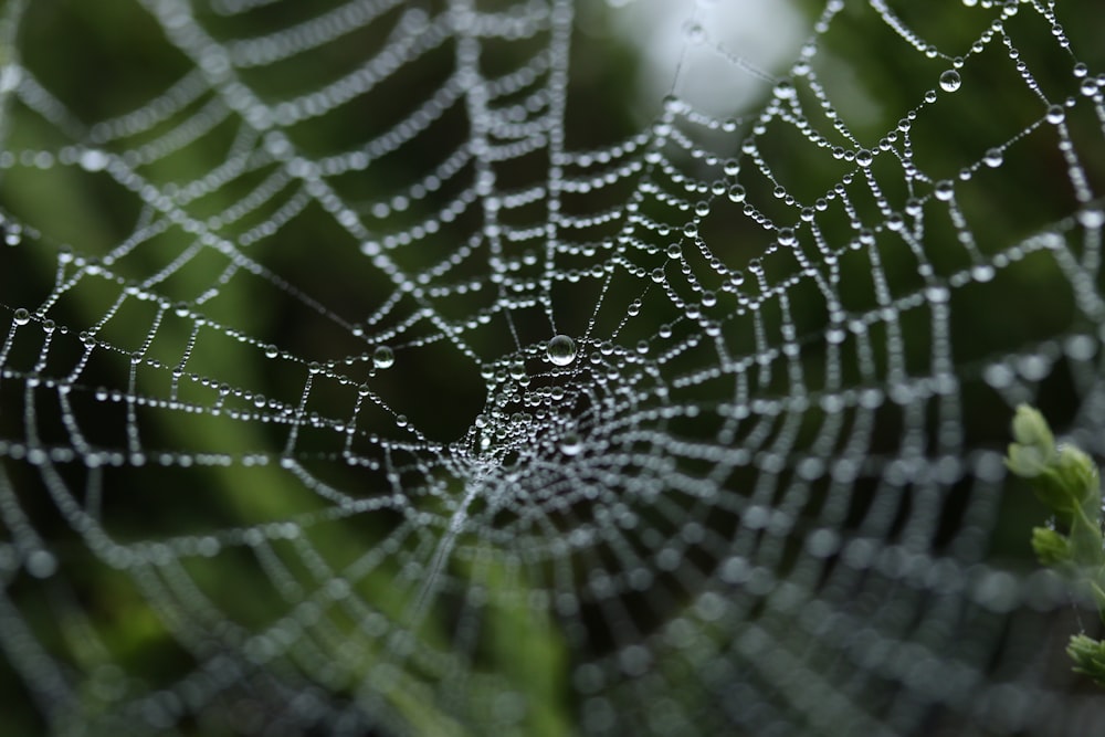 tilt shift photography of dew on spider web