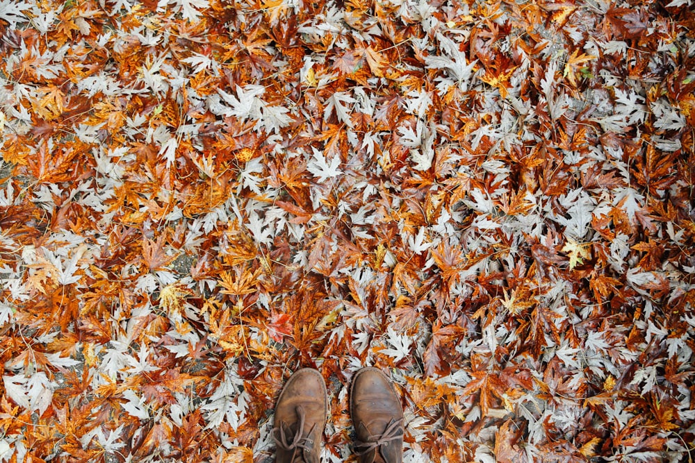 Botas de cuero marrón de persona sobre hojas de arce marrón