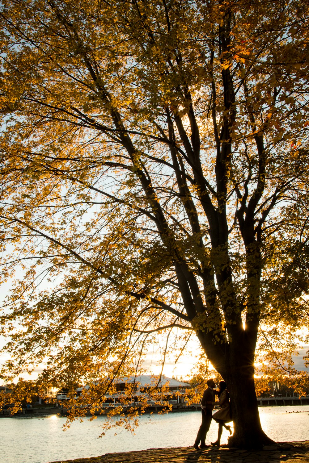 pareja bajo el árbol marrón durante la puesta del sol