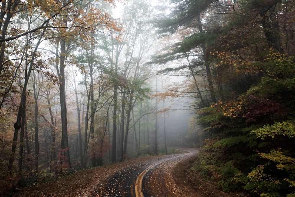 Sentier entre les arbres verts