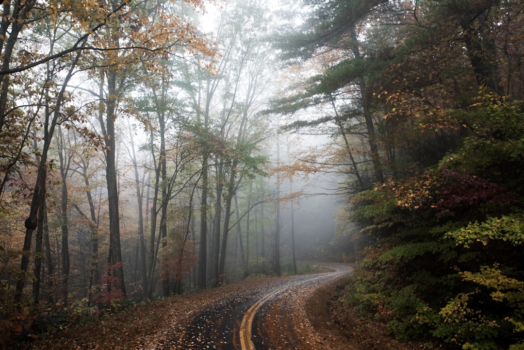 pathway between green trees, Bend in the forest road