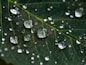 droplets on green leaf