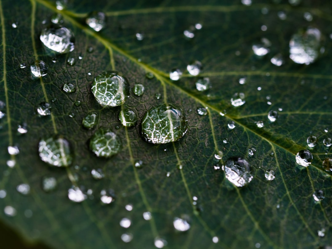 droplets on green leaf, Dew on a dark green leaf