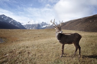 brown deer