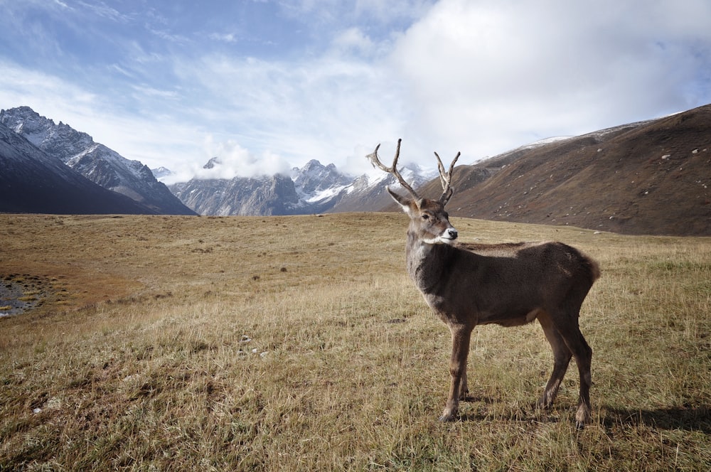 brown deer