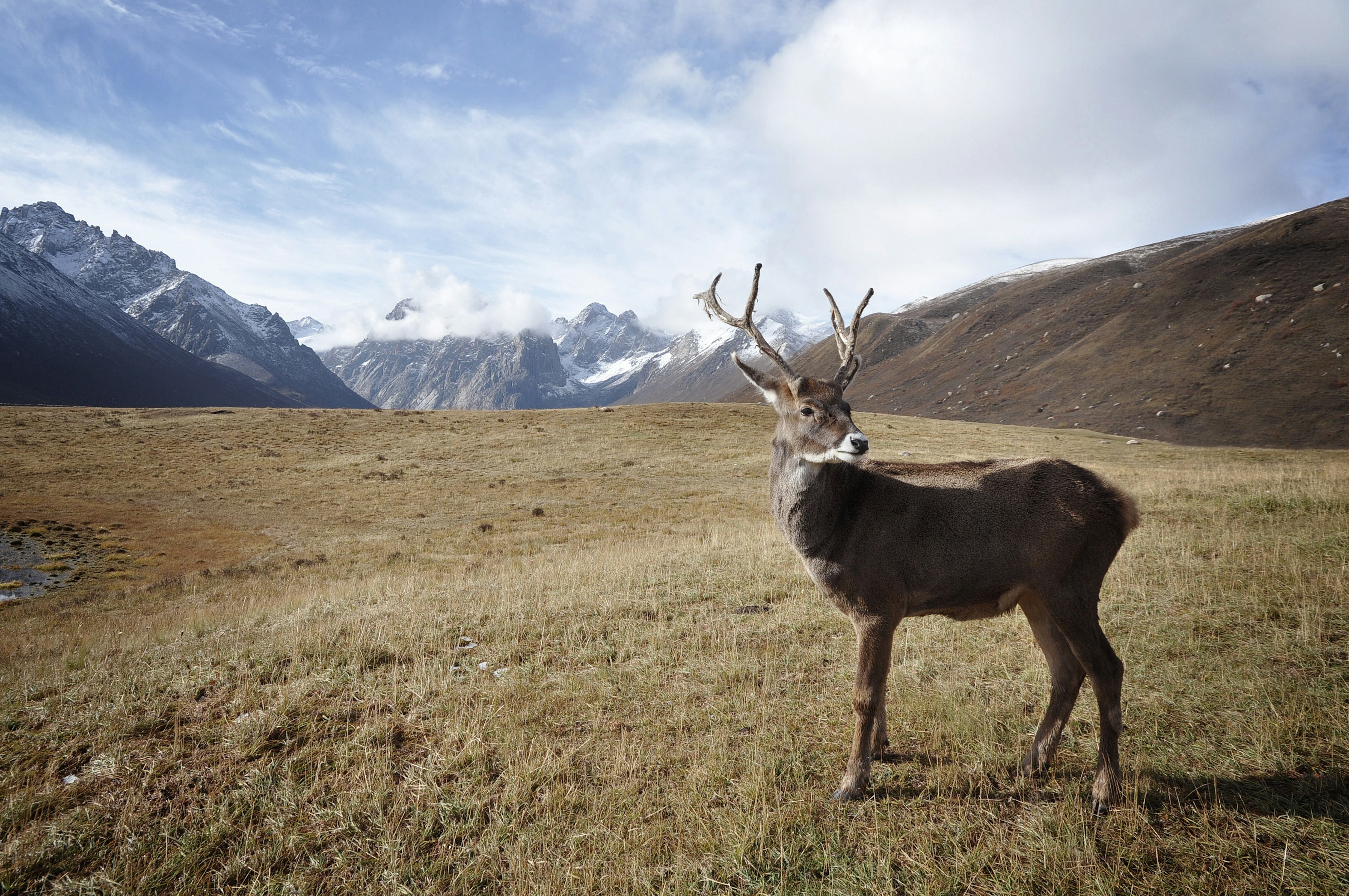 Alaska: Wolves vs Bull Caribou