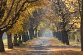 grey concrete road surrounded by trees