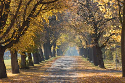 grey concrete road surrounded by trees