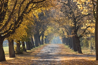 grey concrete road surrounded by trees