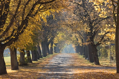 grey concrete road surrounded by trees season google meet background