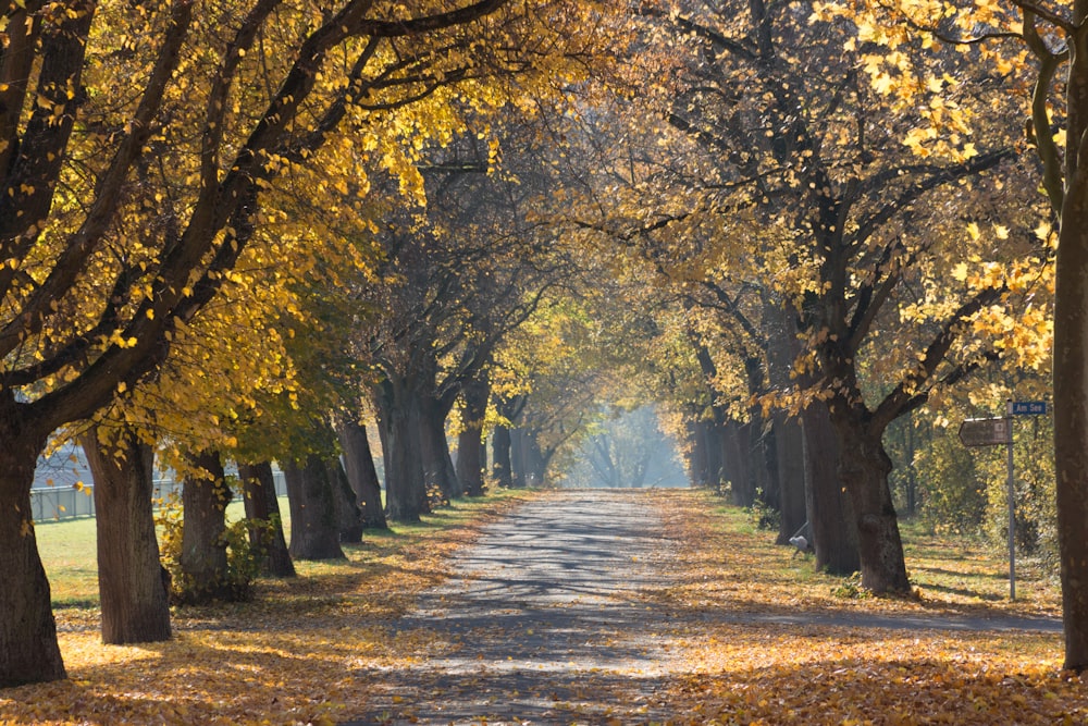 Carretera de hormigón gris rodeada de árboles