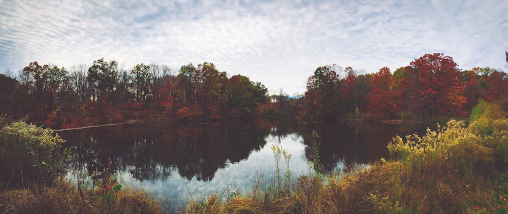 lake surrounding trees