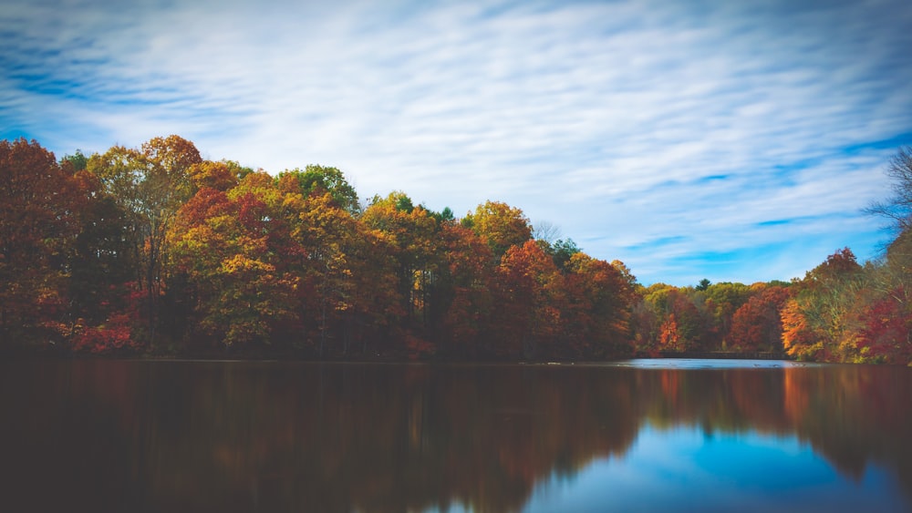 green leafed trees