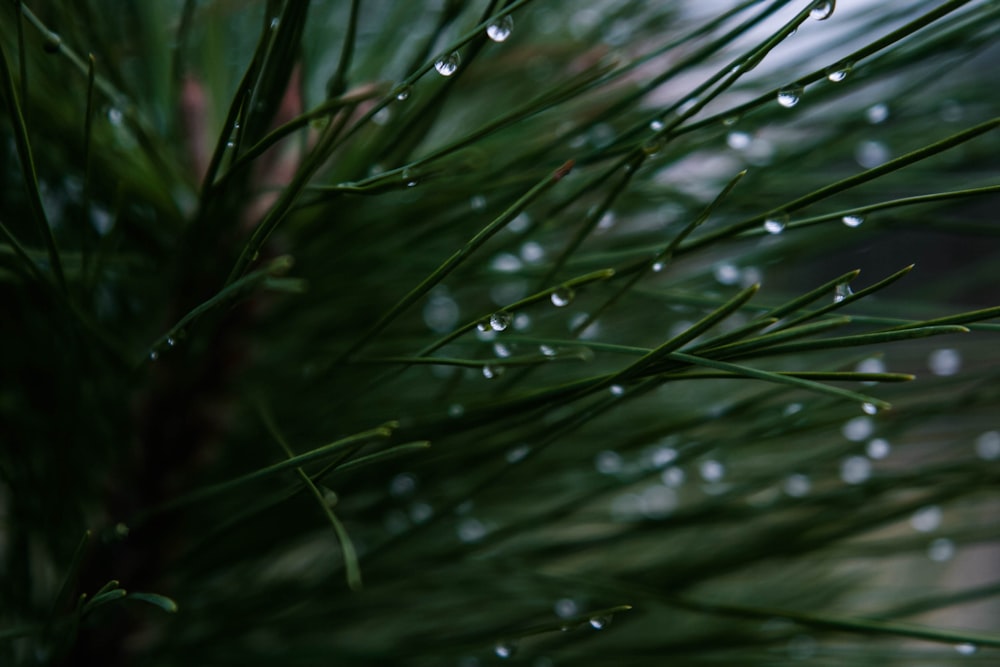 이슬 방울이 있는 녹색 잎 식물의 근접 촬영 사진