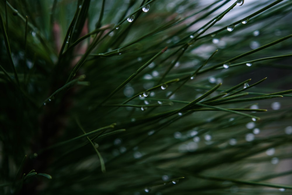 closeup photography of green leaf plant with dew drop