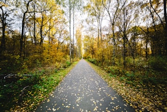 gray concrete road surrounded by trees during daytime