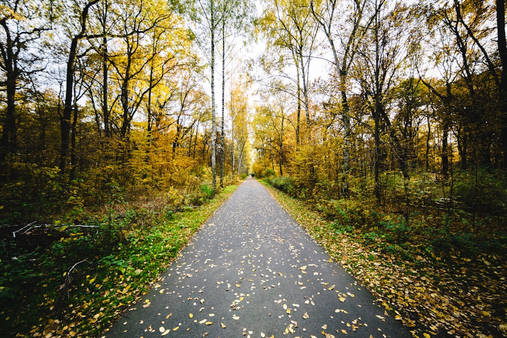 gray concrete road surrounded by trees during daytime