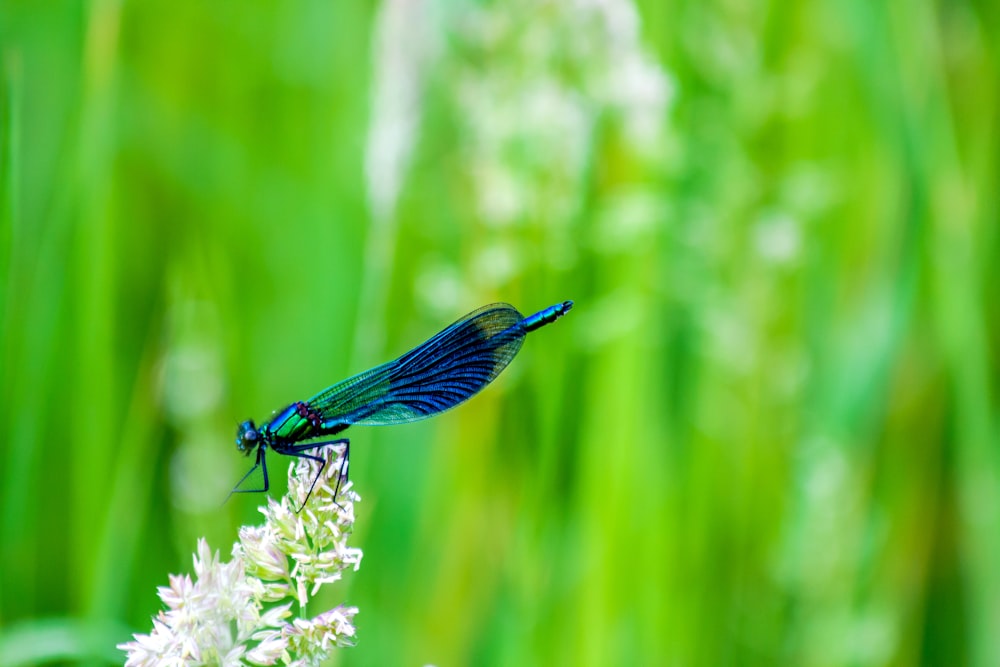 blue dragonfly on white flower buds