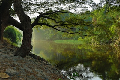 un arbre au bord d'une rivière