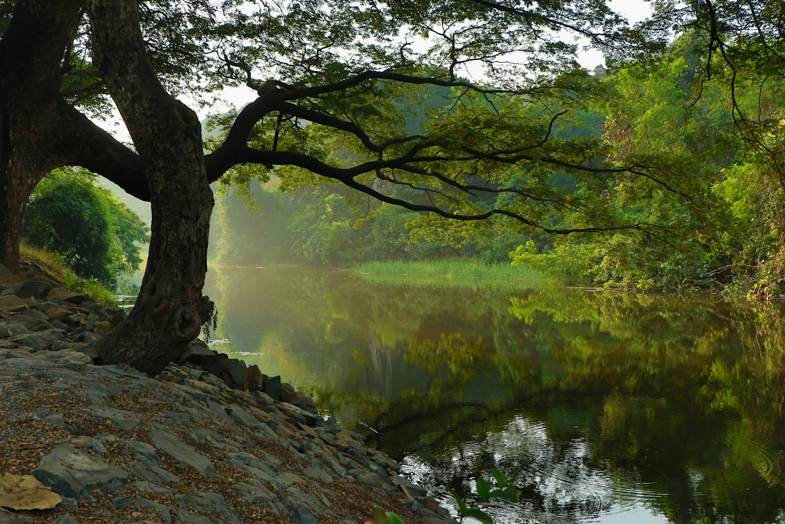 Canon EOS 7D Mark II + Canon EF-S 18-135mm F3.5-5.6 IS STM sample photo. Bare tree near lake photography