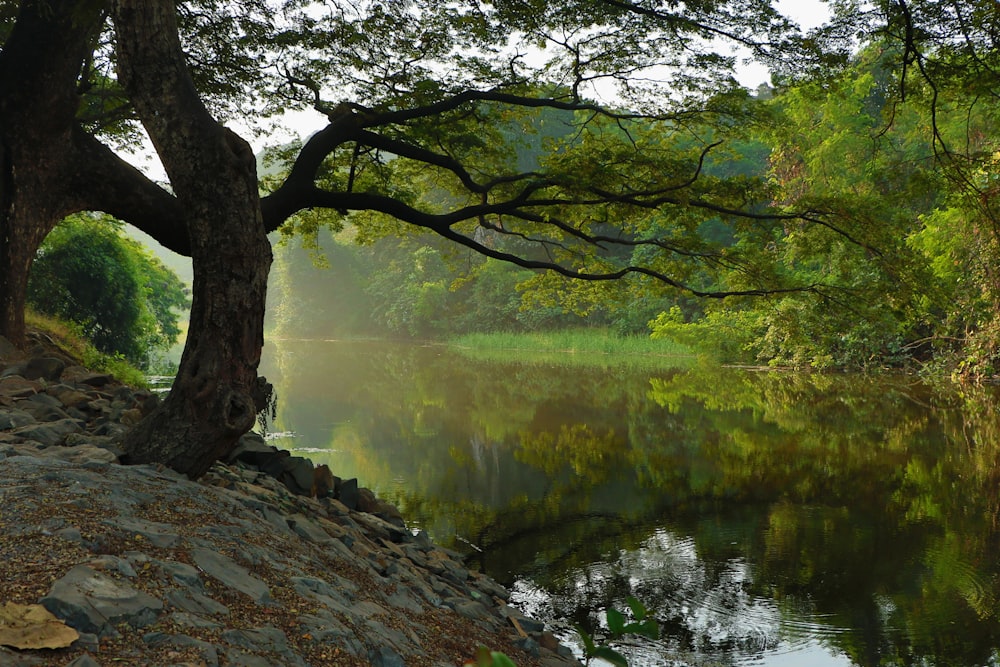 昼間の湖畔の裸木