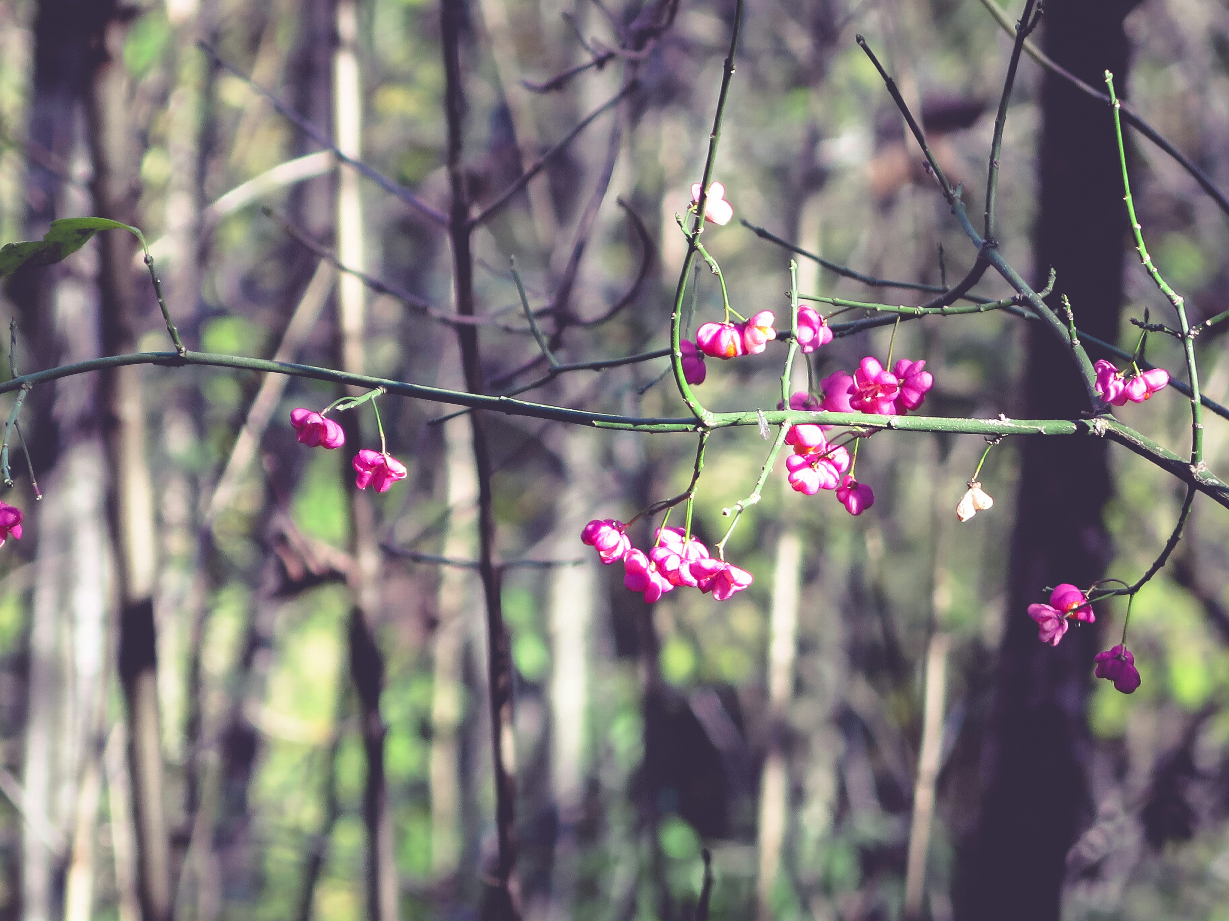 Free Unsplash photo from Hanna Bergblau