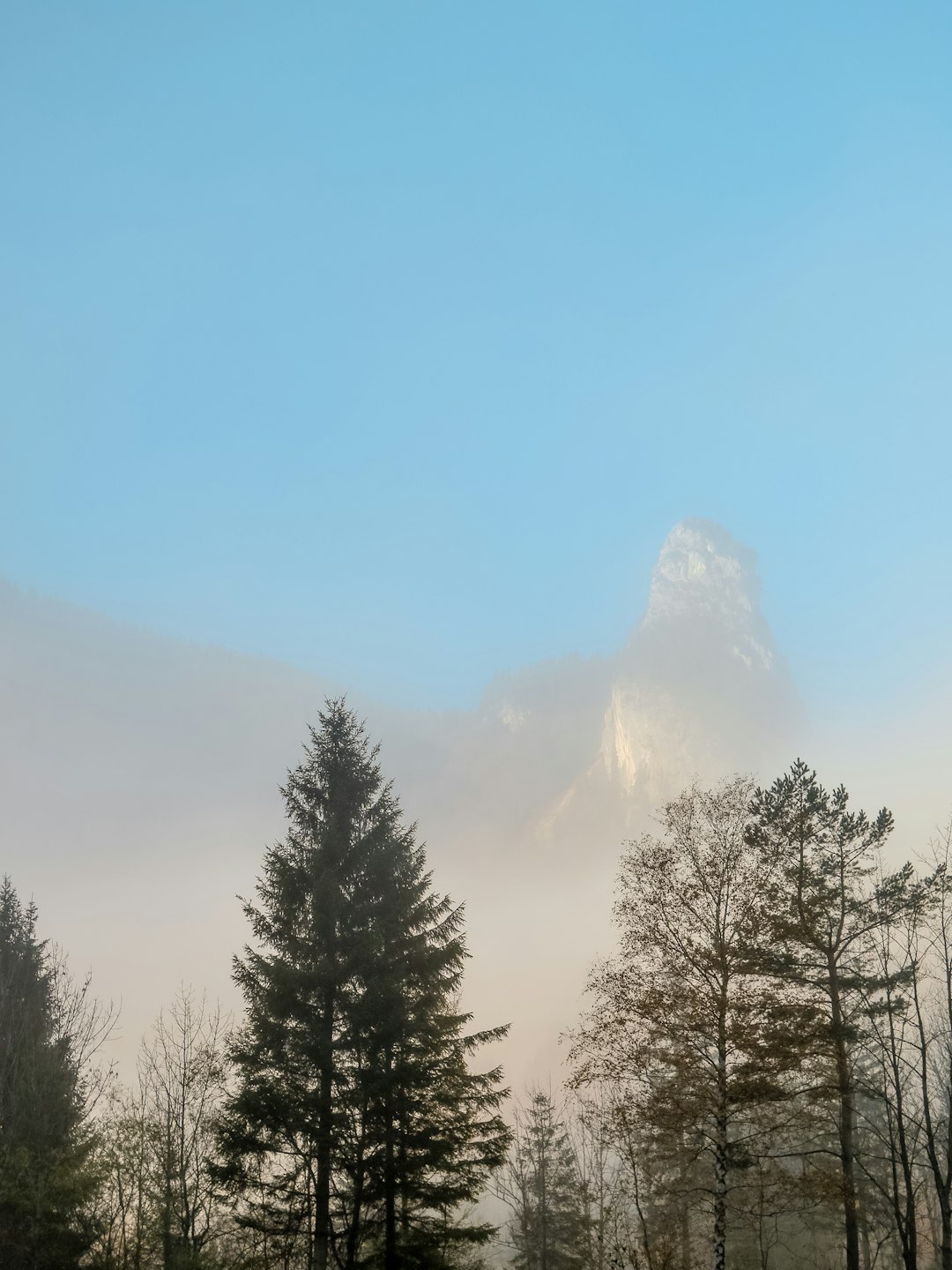 pine trees in a distance of mountain