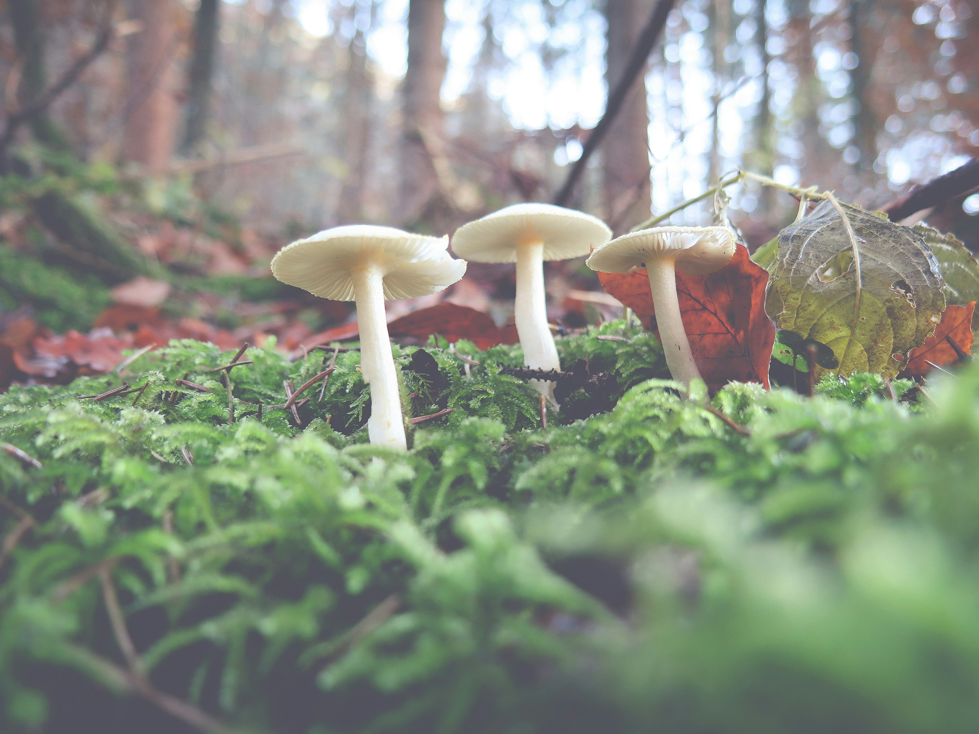 Free Unsplash photo from Hanna Bergblau