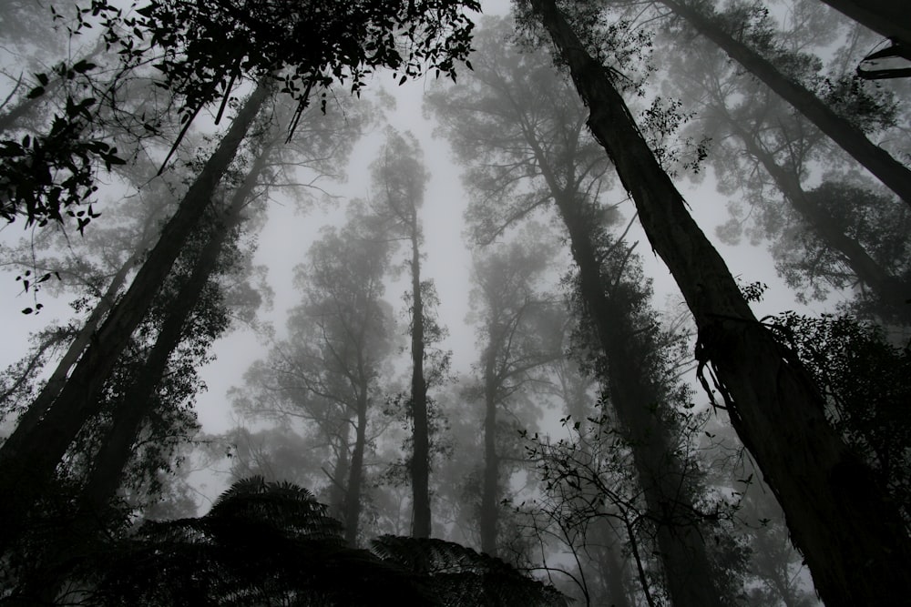 vista dell'occhio dei vermi della foresta coperta di nebbia