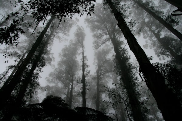 Dark Forest Hypothesis: Exploring the Fermi Paradox