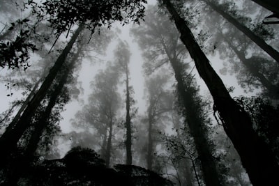 Dark forest canopy