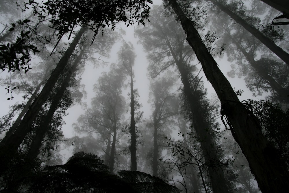 worms eye view of fog covered forest