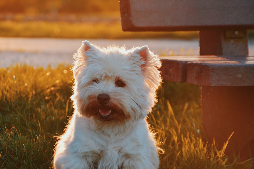 dog sitting on grass field beside bench at golden hour