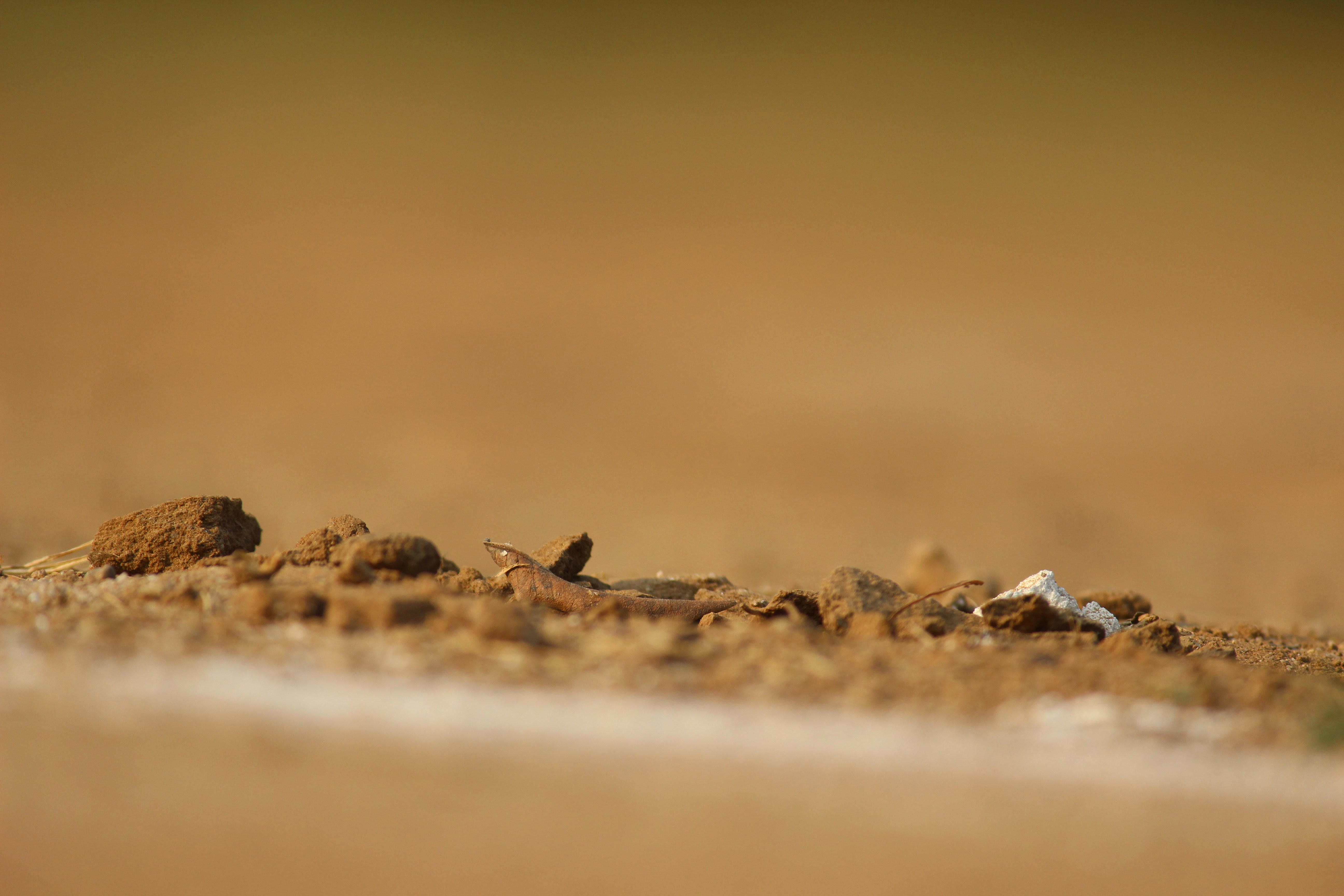 Free Unsplash photo from neha  kalia