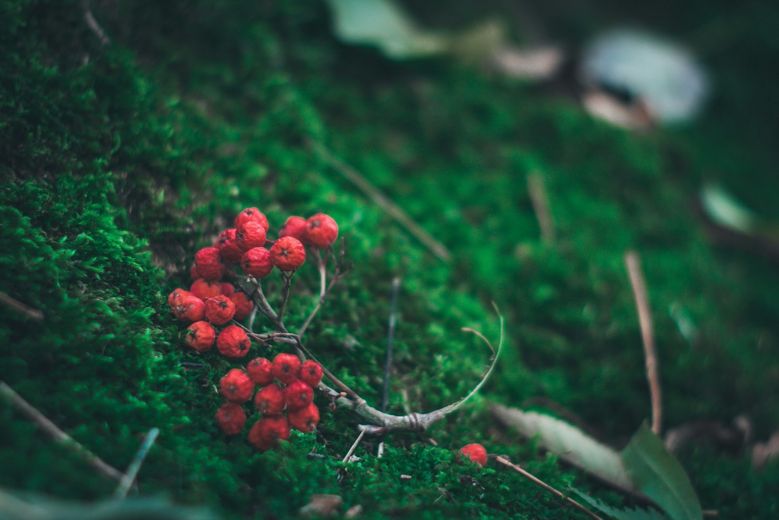 Canon EF 35-80mm f/4-5.6 sample photo. Photo of red berries photography