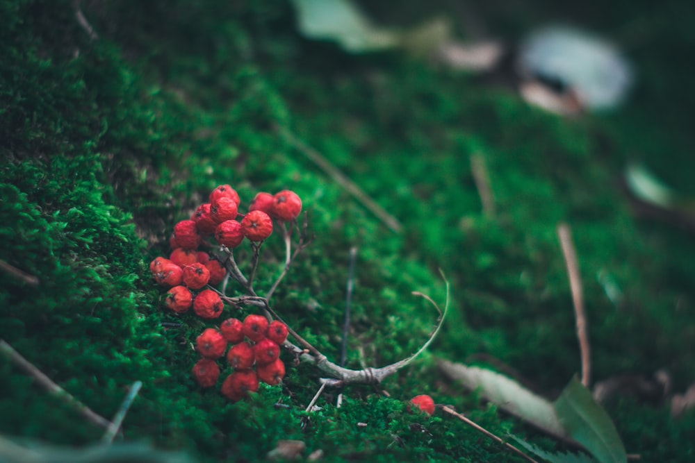 Photo de fruits rouges