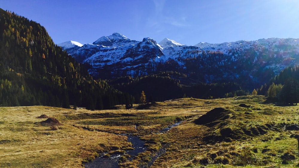 Grünes Gras in der Nähe des Berges