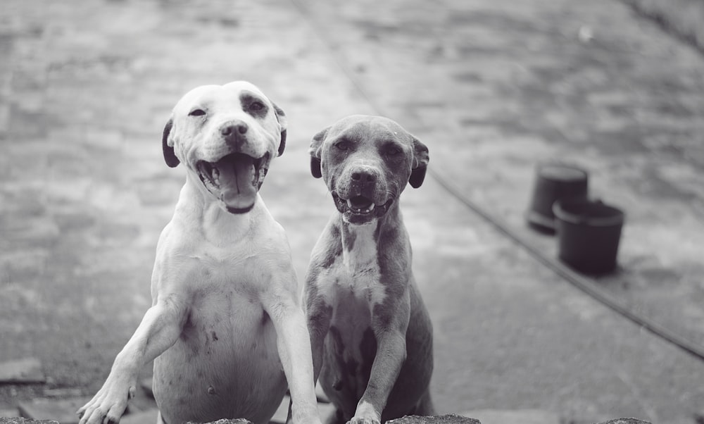 white and brown short coated dog sitting on gray concrete floor