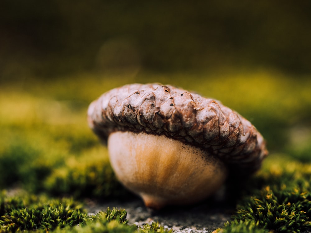 closeup photo of nut