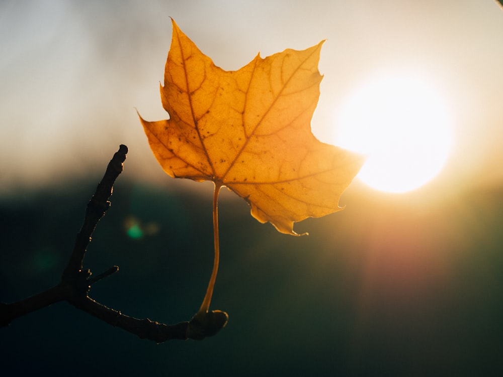 brown-leafed plant